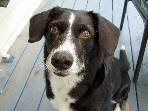 a black and white dog sitting on a blue deck looking into the camera.