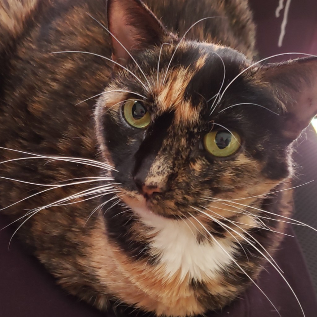 an orange and black harlequin calico cat with a white blaze on her chest lying on black fabric and looking just off camera.