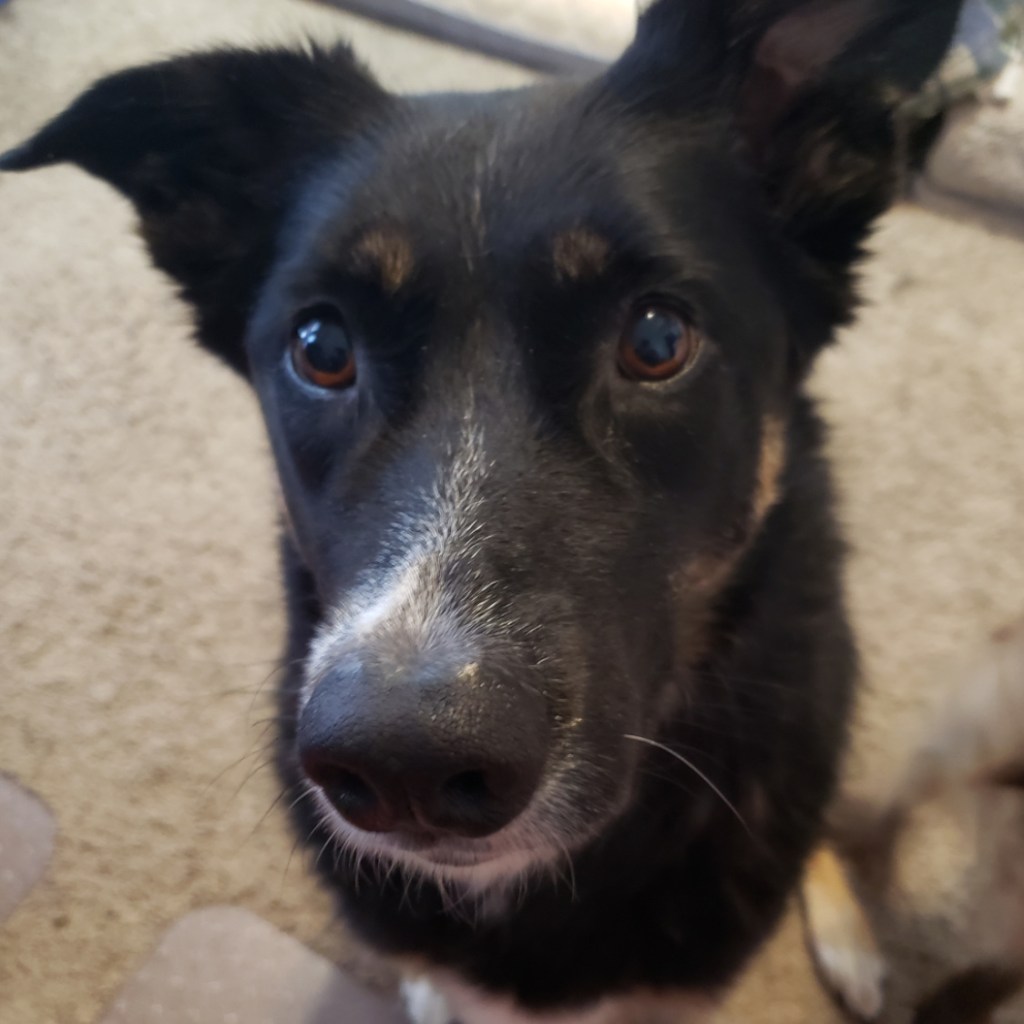 a black and brown shepherd mix dog with her ears perked up looking just off camera.