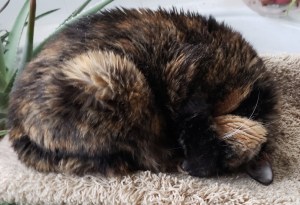 Cali, a calico cat, asleep on a cat tree with her face tucked under a front paw.