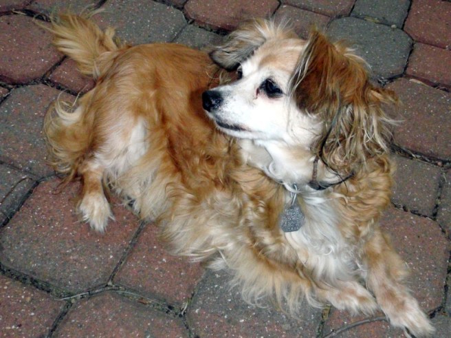 A small, long-haired brown & white dog looking off camera with her ears perked up.