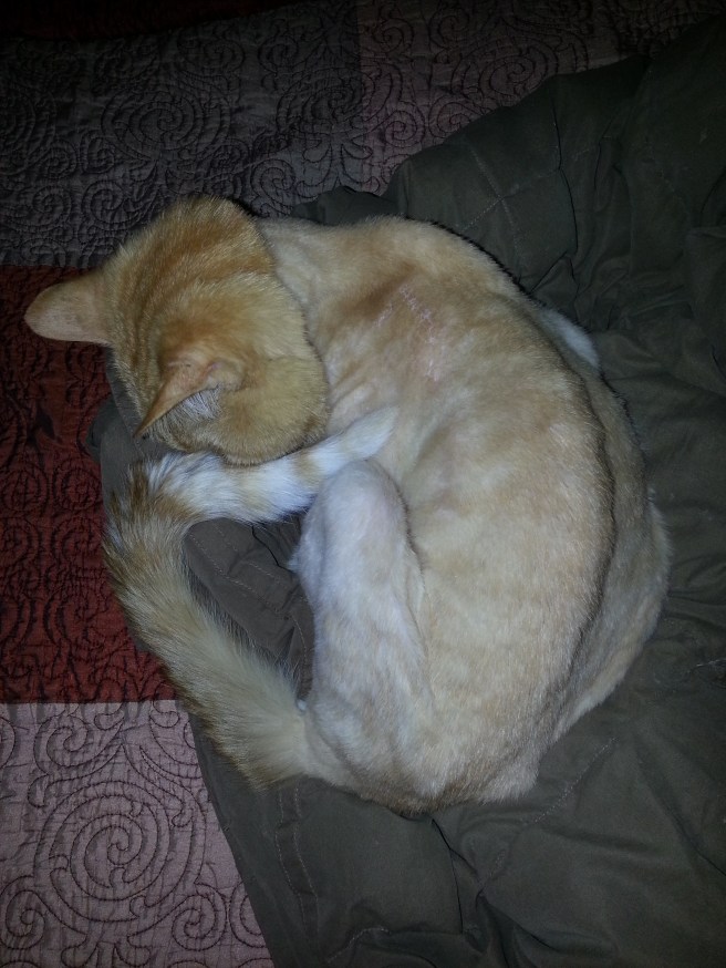 An orange tabby cat curled in a ball. His body has been shaved, leaving him with a fluffy head and tail.