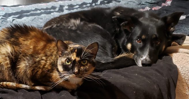 Cali and Starbuck lying together on the bed.