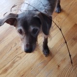 Cosmo with a stick hanging over her head.