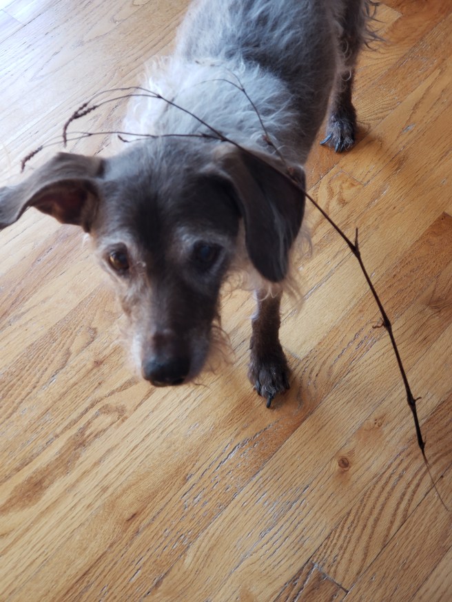 Cosmo with a stick hanging over her head.