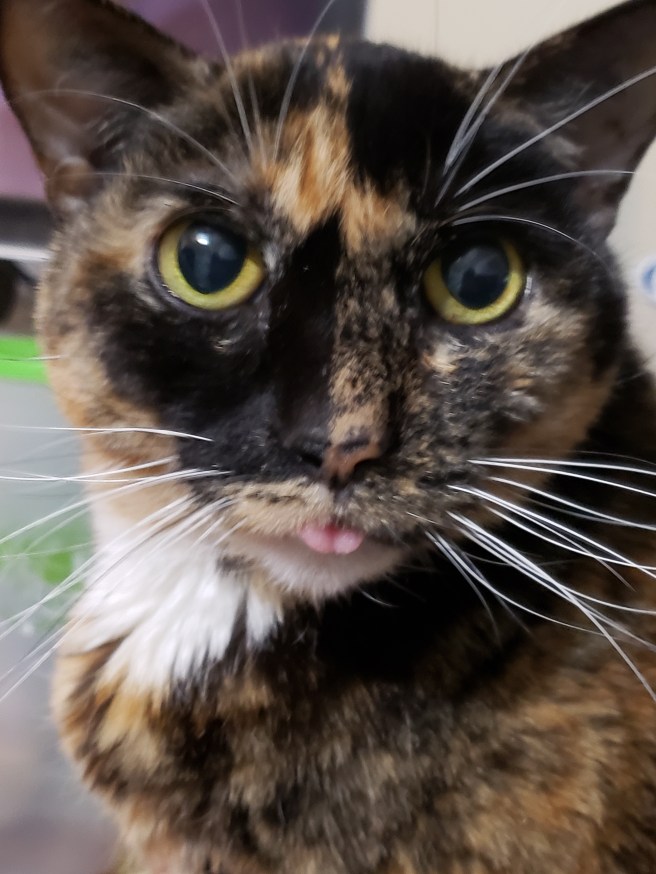 Closeup of Cali blepping.