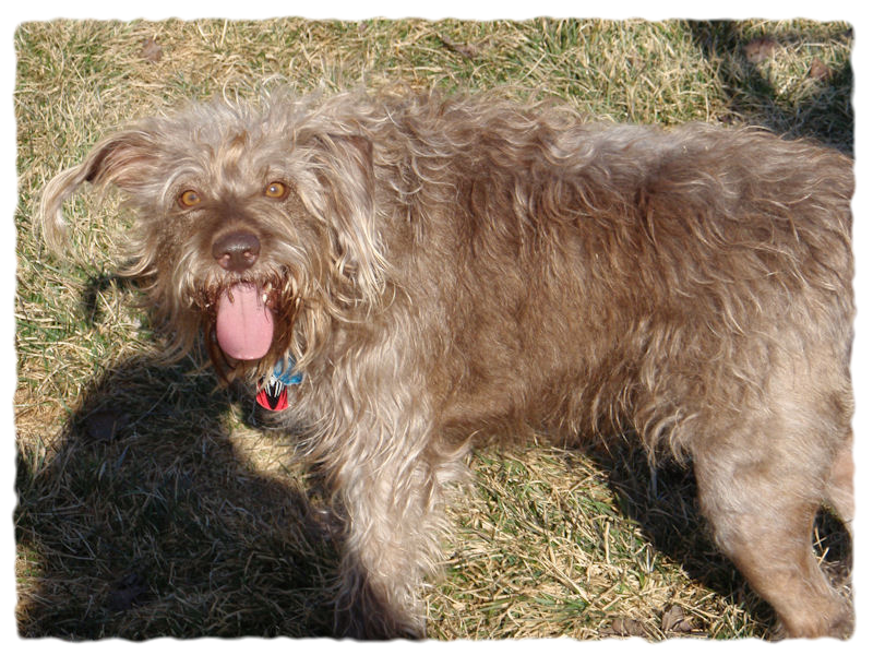 Young Cosmo in the backyard, her fur shaggy and wild.
