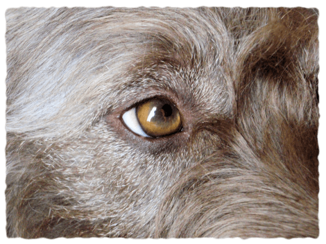 Closeup of the fur around Cosmo's eye.