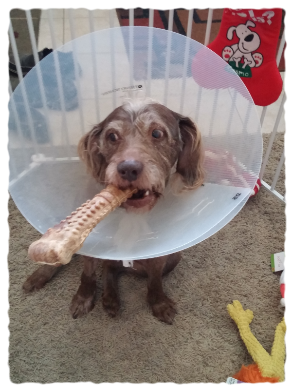 Cosmo wearing an e-collar and holding a chew bone in her mouth.