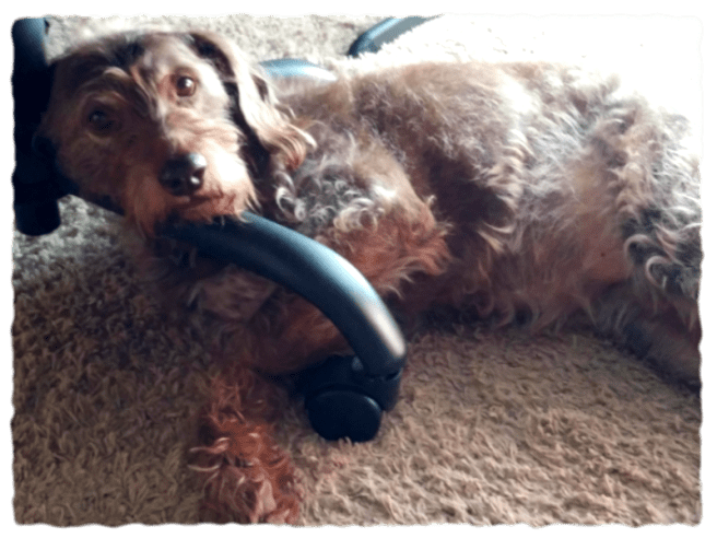 Cosmo lying on the carpet with her head against the bottom of an office chair.