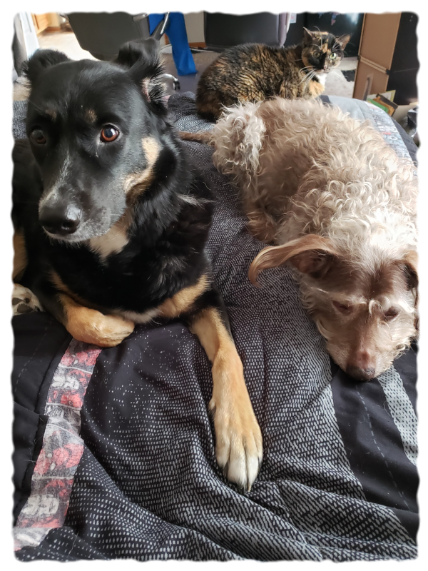 Starbuck and Cosmo lying side-by-side on the bed. Cali is perched behind Cosmo.