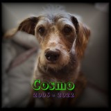 Photo of Cosmo looking at the camera with everything but her face unfocused and darkened. Text reads Cosmo 2006-2022.